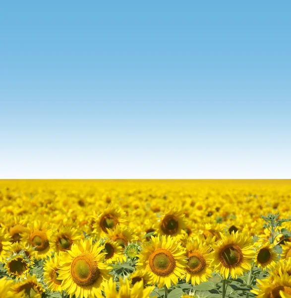Sunflowers — Stock Photo, Image