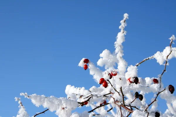 Red rose-hip in winter under snow