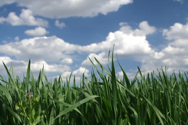 Grass — Stock Photo, Image