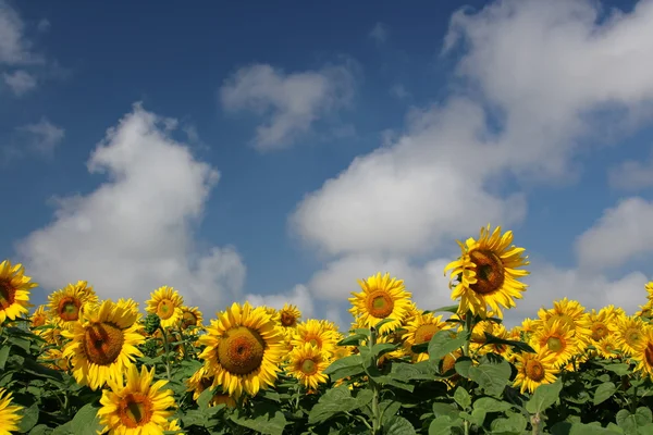 Sunflowers — Stock Photo, Image