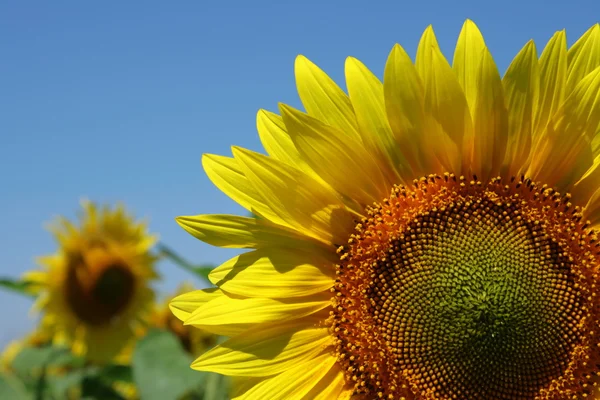 Sunflowers — Stock Photo, Image