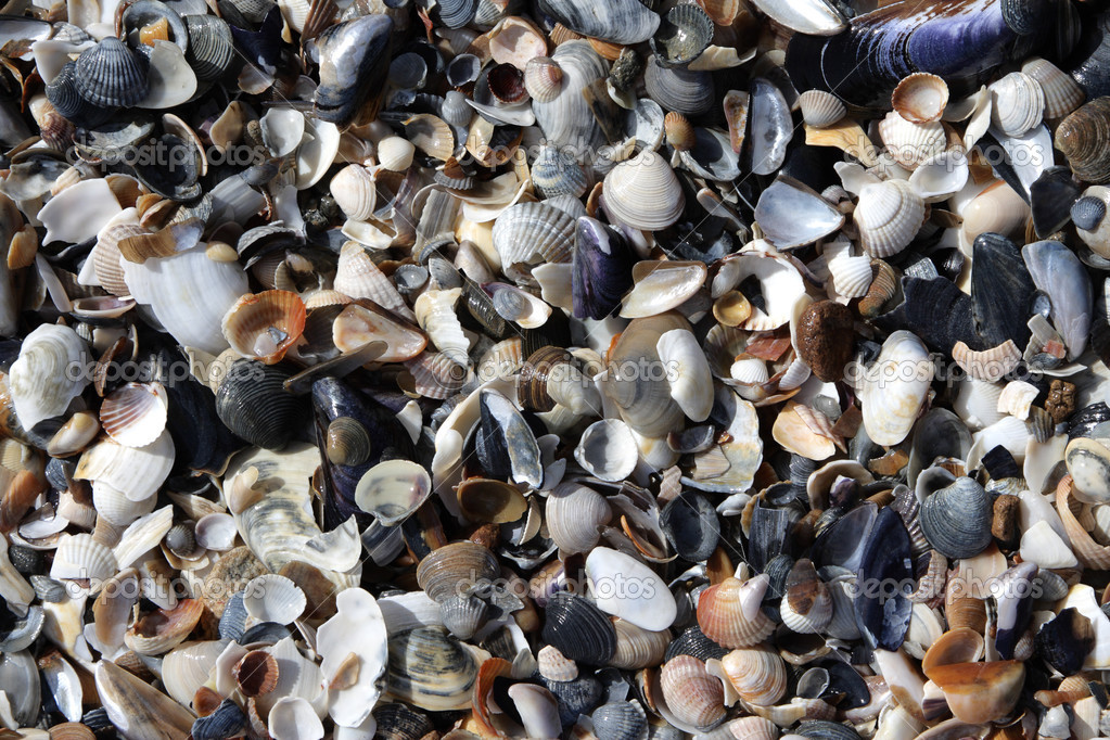 贝壳的旁边 — 图库照片08urmas#13810015