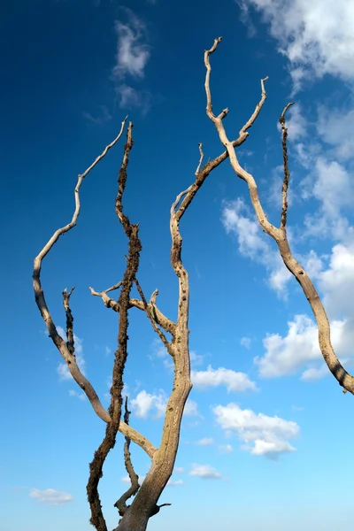 Árbol — Foto de Stock