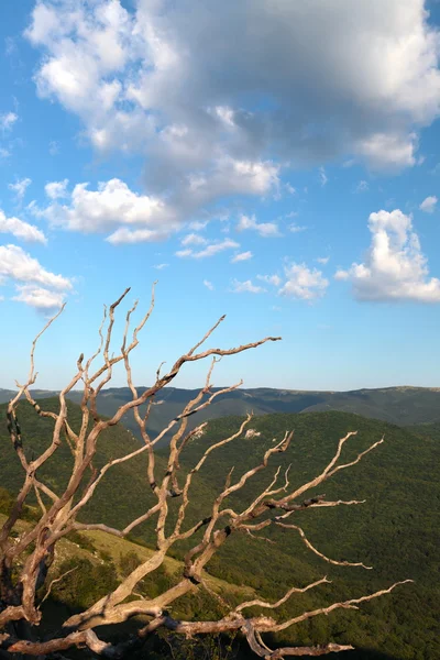 Árbol — Foto de Stock