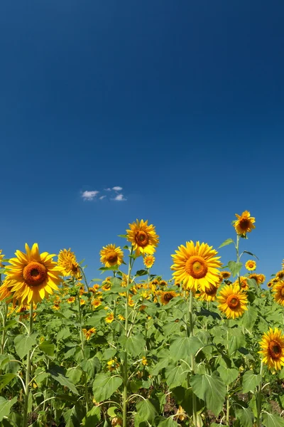 Girasoles — Foto de Stock