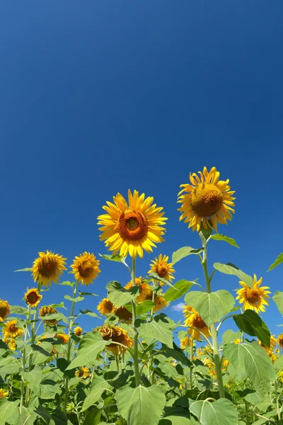 Girasoles — Foto de Stock