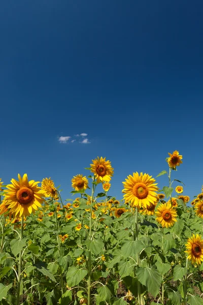 Girasoles — Foto de Stock