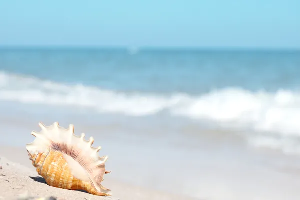 Seashell — Stock Photo, Image