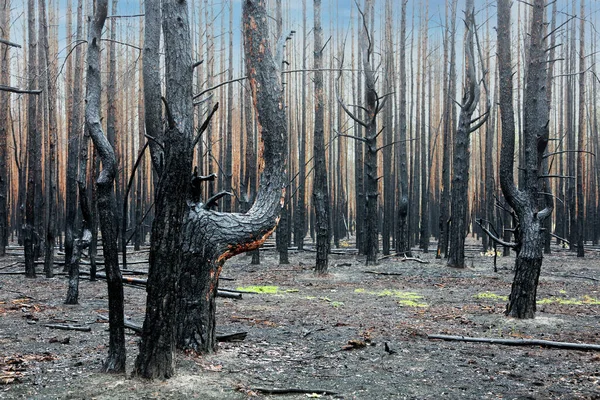 Radioactive Forest Fire Chernobyl Ukraine — Zdjęcie stockowe