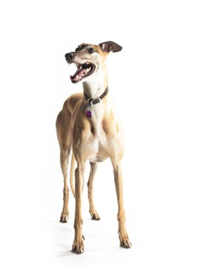 Greyhound çekme