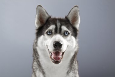 Husky ile mutlu bir yüz