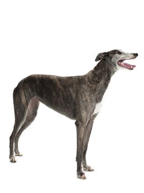 yana doğru ayakta greyhound