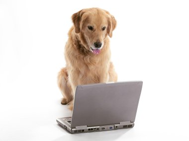 çalışma golden retriever