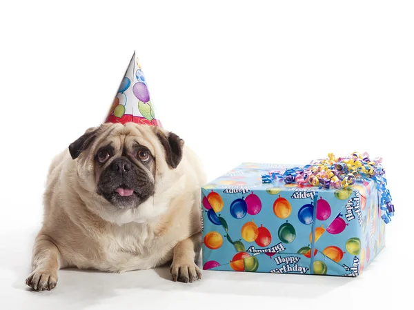 Pug de cumpleaños —  Fotos de Stock