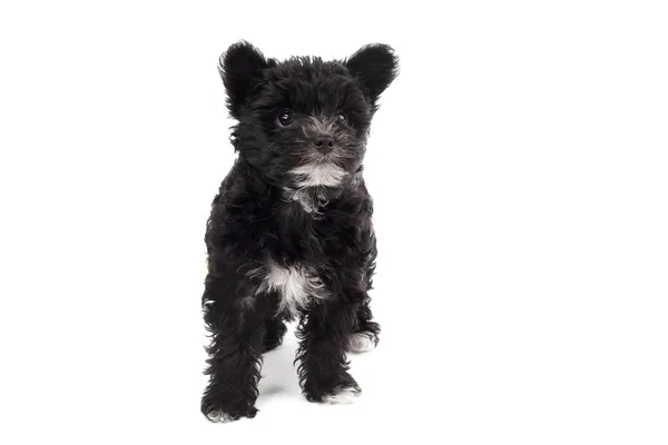 Černý chlupatý pes — Stock fotografie