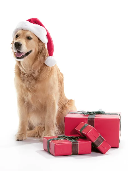 Golden Retriever zu Weihnachten — Stockfoto