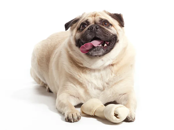 Dog and Bone — Stock Photo, Image