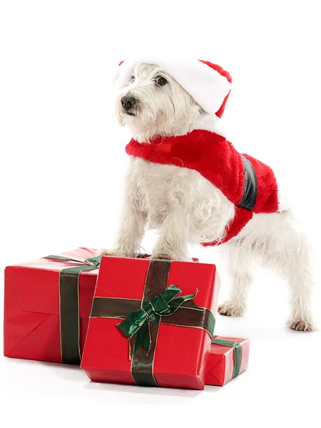 Santa Westie — Zdjęcie stockowe