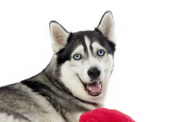 Lächelnder Husky — Stockfoto