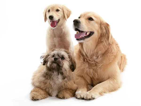 Three dogs — Stock Photo, Image