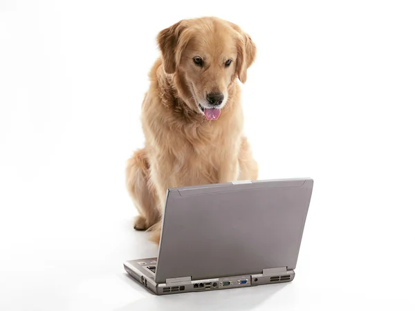 Working golden retriever — Stock Photo, Image