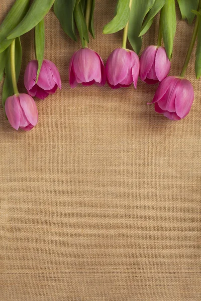 Nahaufnahme von rosa Tulpe — Stockfoto