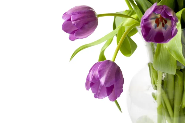 Zblízka obraz fialové tulipány — Stock fotografie