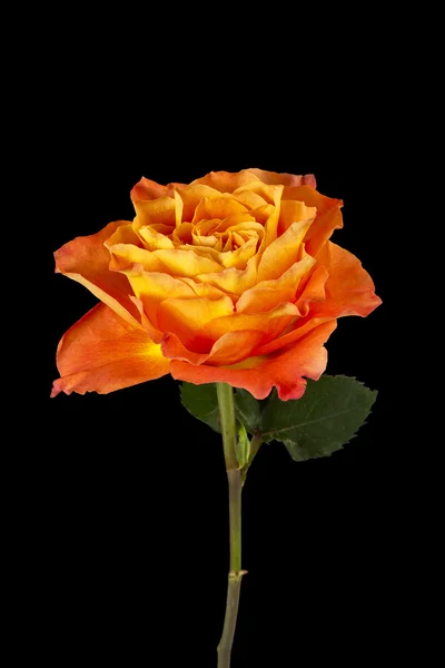 Πορτοκαλί λουλούδι τριαντάφυλλο στο σκοτάδι — Φωτογραφία Αρχείου