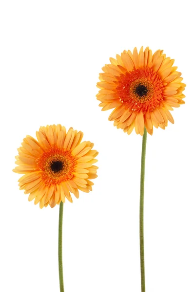 Yellow daisy flowers — Stock Photo, Image