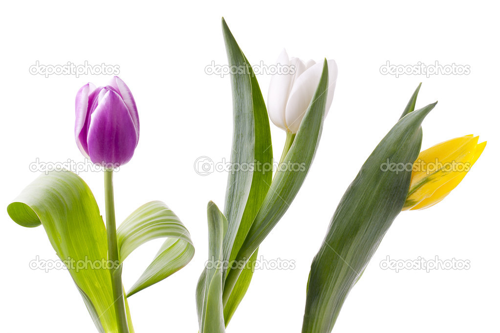 View of colorful tulip flowers