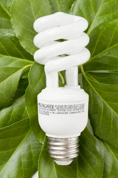 Florescent bulb in green leaves — Stock Photo, Image