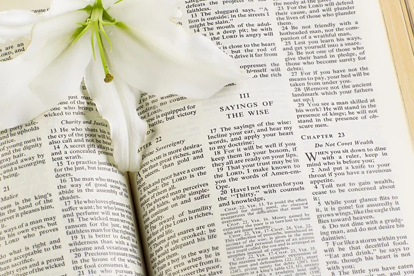 Santa Biblia y flor blanca — Foto de Stock