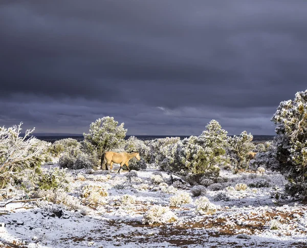 Cavalo com céu escuro e neve em arizona — Fotografia de Stock
