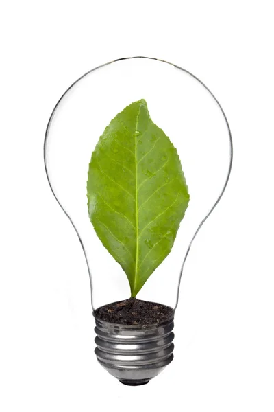 Лампочка с листьями внутри — стоковое фото