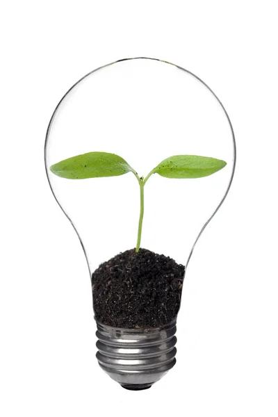 Лампочка с растением внутри — стоковое фото