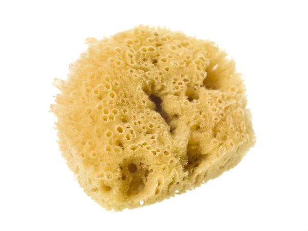 Sponge scrubber — Stock Photo, Image