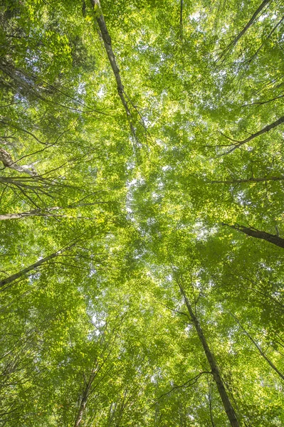 Полог деревьев с солнечными лучами — стоковое фото