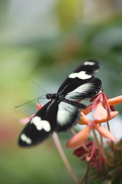 Mariposa negra en flor — Foto de Stock