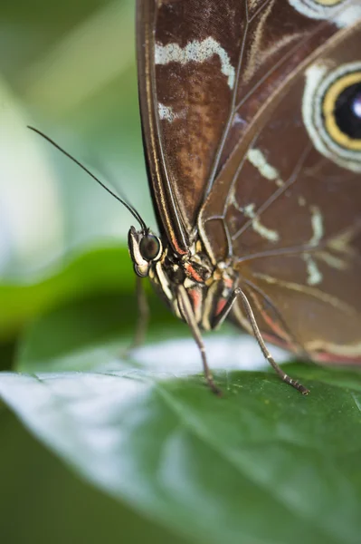 Owl butterfly on leaf — Stock Photo, Image