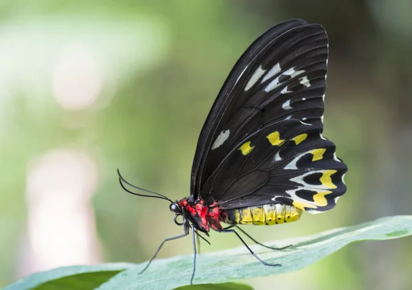 Bydło serce motyl na liściu — Zdjęcie stockowe