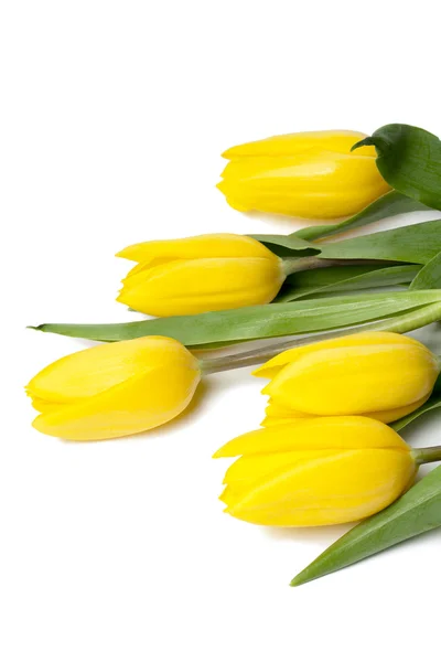Fünf gelbe Tulpen — Stockfoto