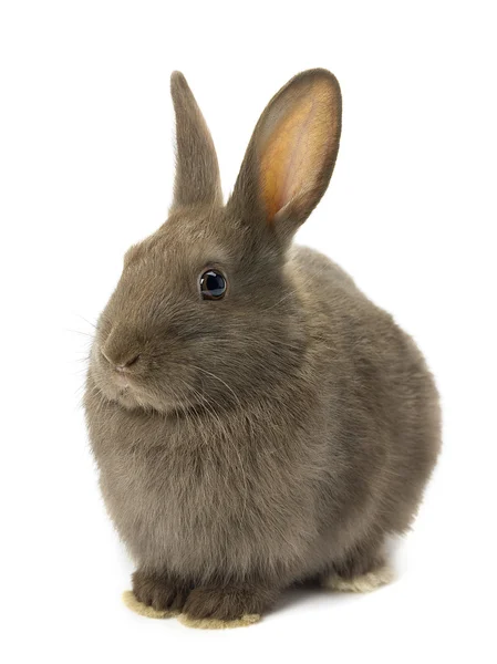 Nadýchané hnědý králík — Stock fotografie