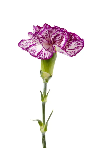 Fresh bloom purple carnation — Stock Photo, Image