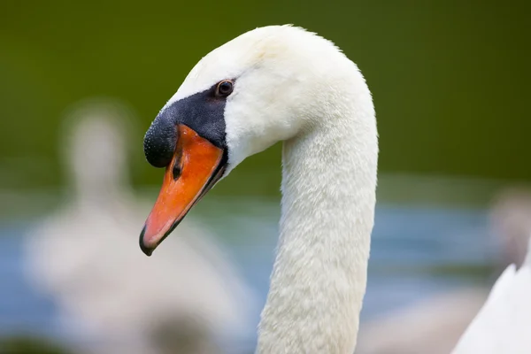 Full Frame Swan Head — Stock Photo, Image