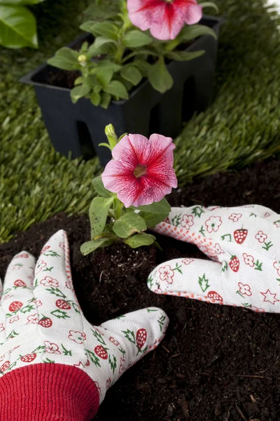 Gartenarbeit — Stockfoto