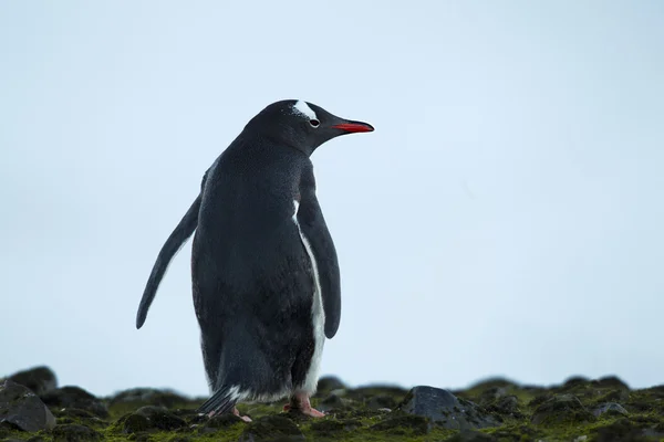 Gentoo penguin bakifrån — Stockfoto