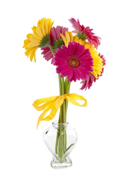 Gerbera daisy flowers — Stock Photo, Image