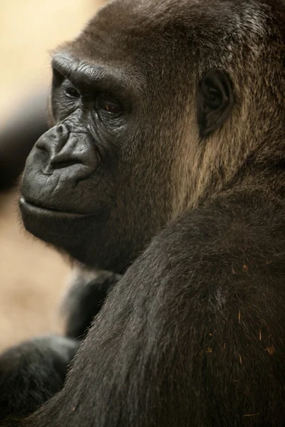 Gorilla-Porträt — Stockfoto