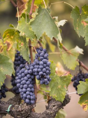 Toskana üzüm demet