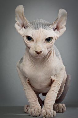 tüysüz kedi ile kırışıklıklar